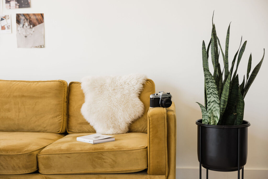 a couch with a plant and a camera